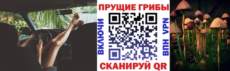 Купить закладки  Татарск  Псилоцибиновые грибы мицелий 